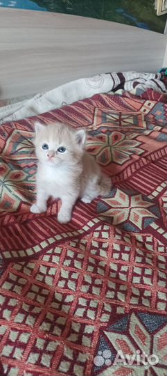 Котята отдам в добрые руки бесплатно