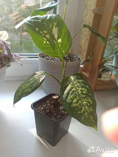 Диффенбахия