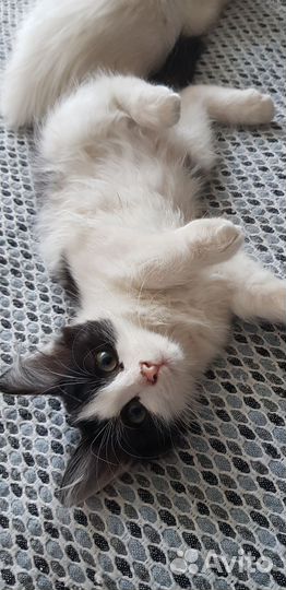 Котики в добрые руки