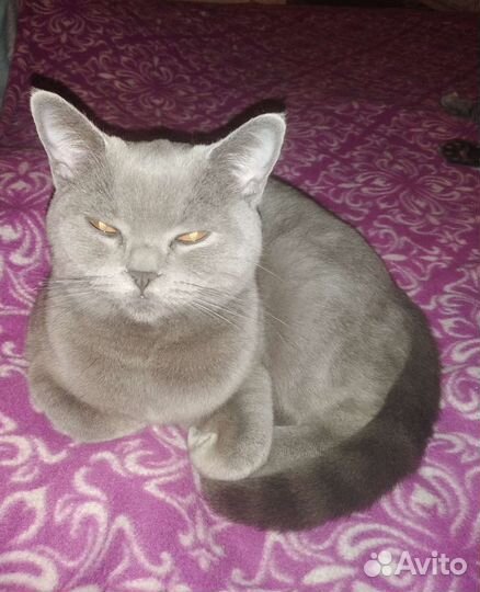 Британские вислоухие котята