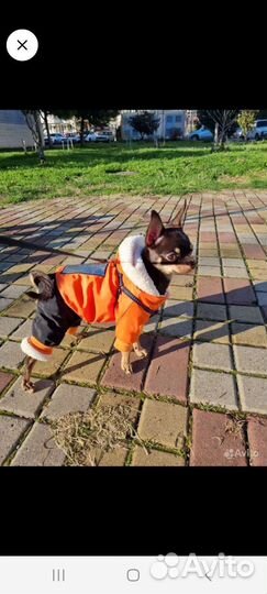 Вязка чихуахуа