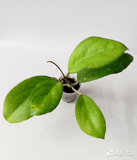 Хойи укорененные