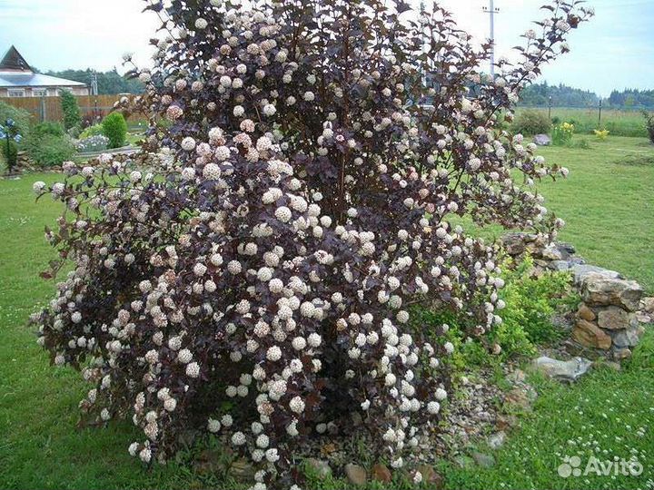 Пузыреплодник