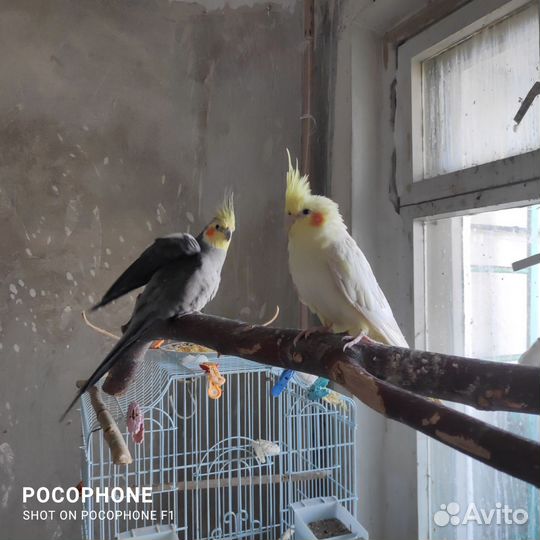 Попугаи Корелла