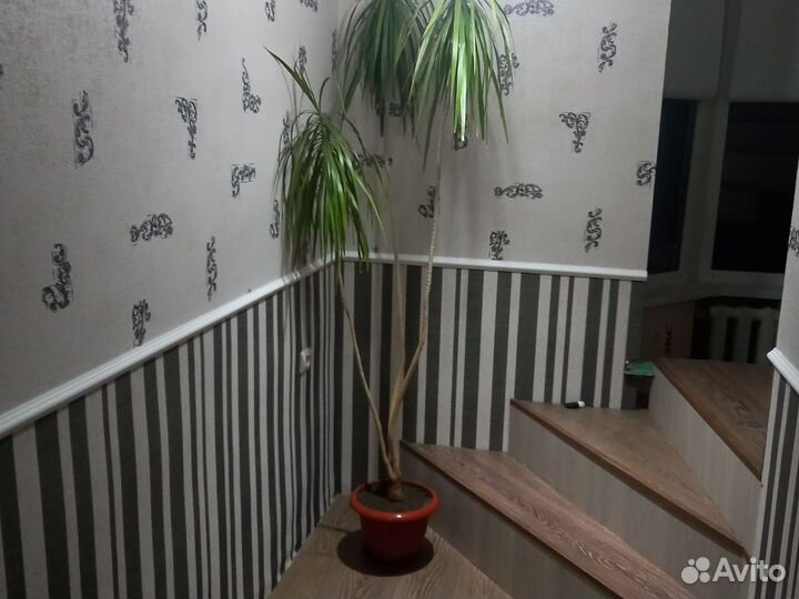 Комнатный цветок