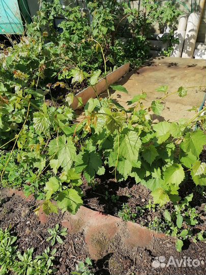 Продам рассаду