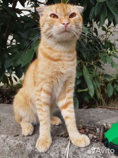 Котик шотланский вислоухий в дар