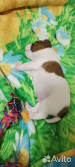 Джек рассол Терьер