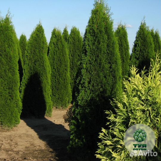 Туя брабант 1,9 м