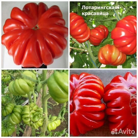 Семена помидор