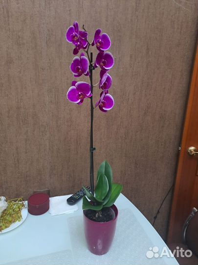 Орхидеи