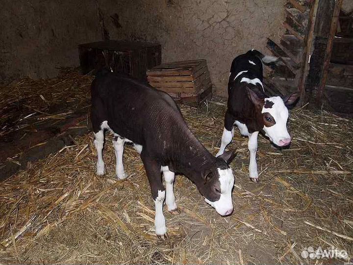 Телята бычки