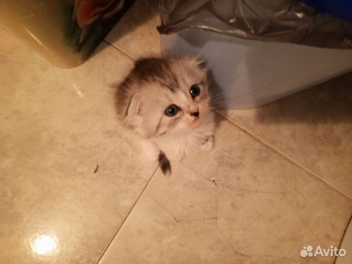 Кошки в добрые руки