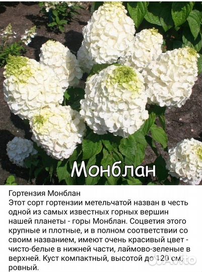Гортензия метельчатая