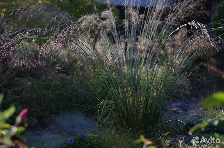 Растения для сада, злаки