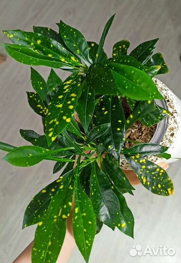 Кротон голд даст кодиеум