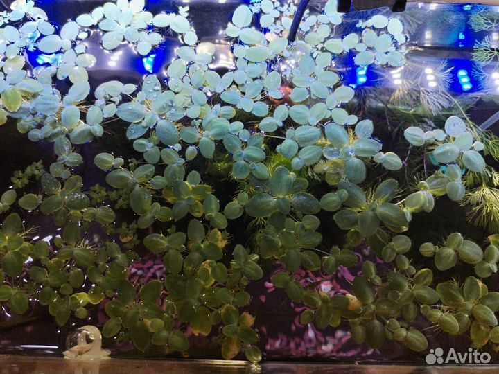 Растения в аквариум, роголистник, пистия