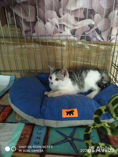 Найден котенок