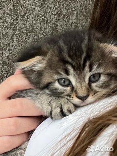 Котята девочки, отдаем в добрые руки