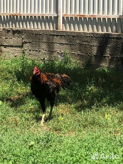 Бойцовые петухи