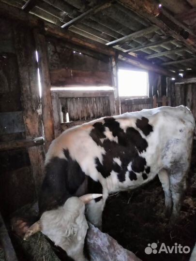 Продам быков и лошадь с жеребенка