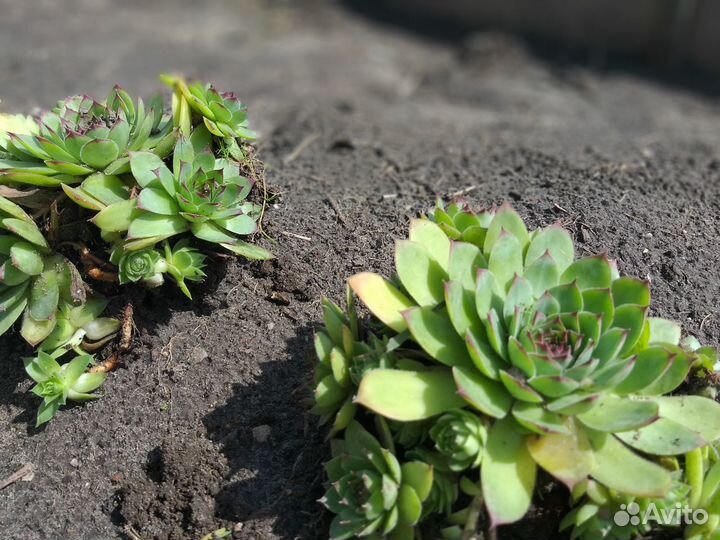 Каменная роза