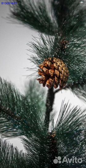Ёлка искусственная Новая + доставка