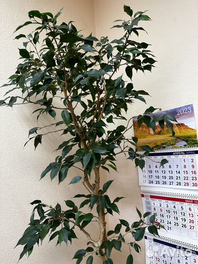 Фикус бенджамина