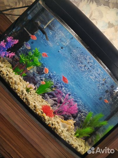 Аквариум с рыбками