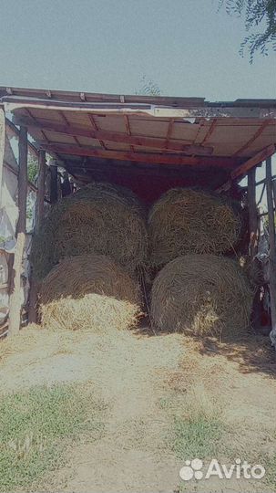 Продам сено в тюках 2023