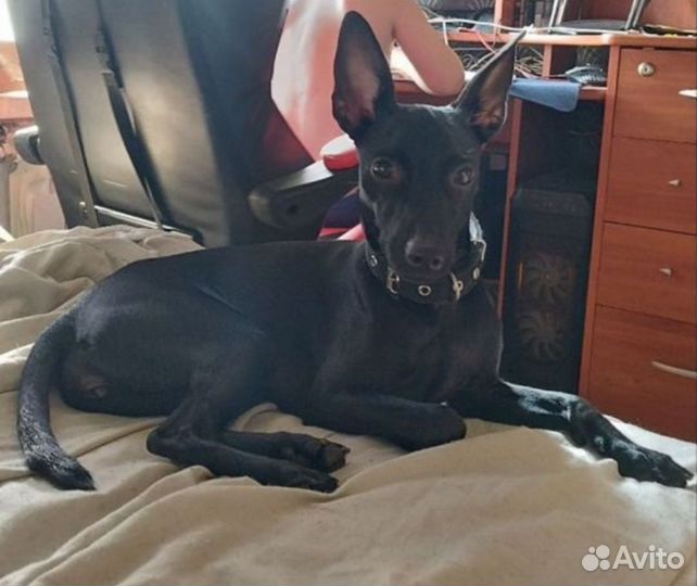 Собака Ксоло