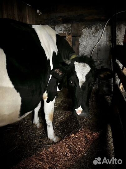 Нетель черно-пестрой