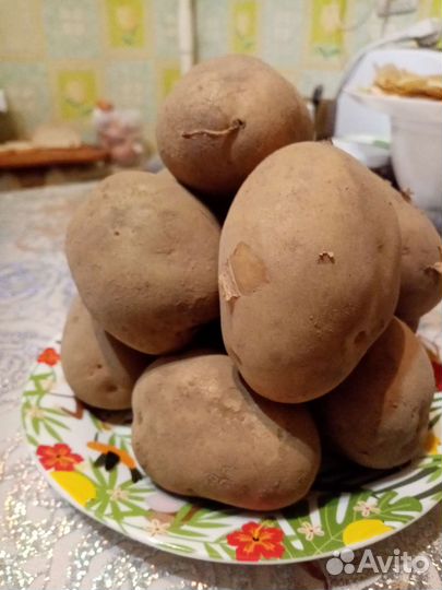 Продам картофель