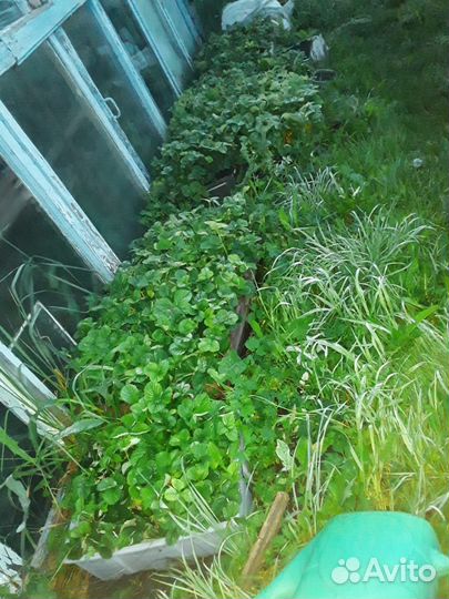 Рассада клубники