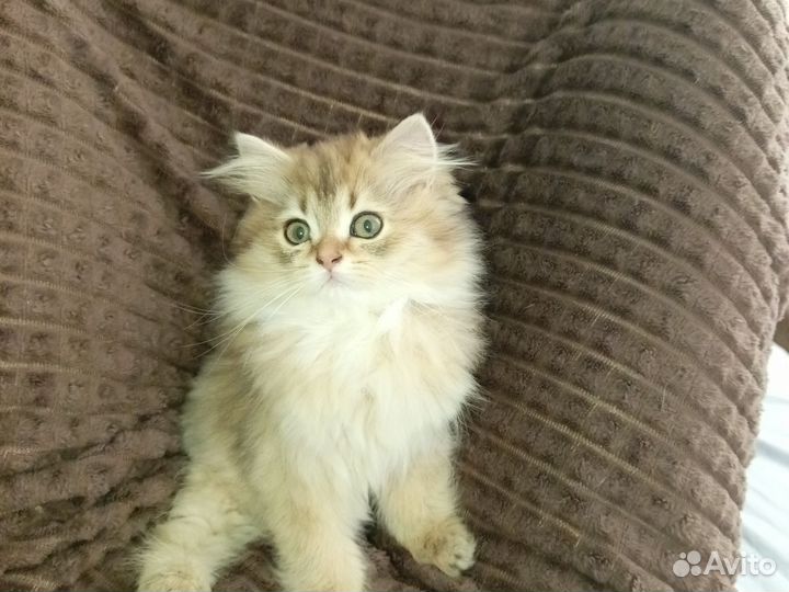 Золотая шиншилла