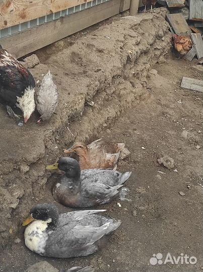 Продам семью уток