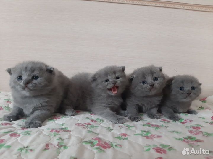 Британские котята