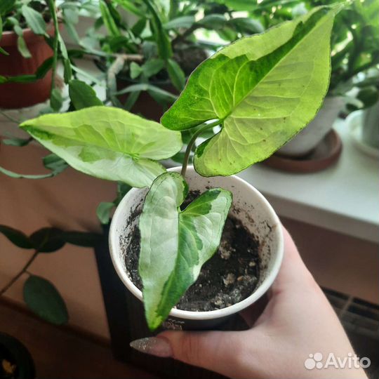 Сингониум Three Kings