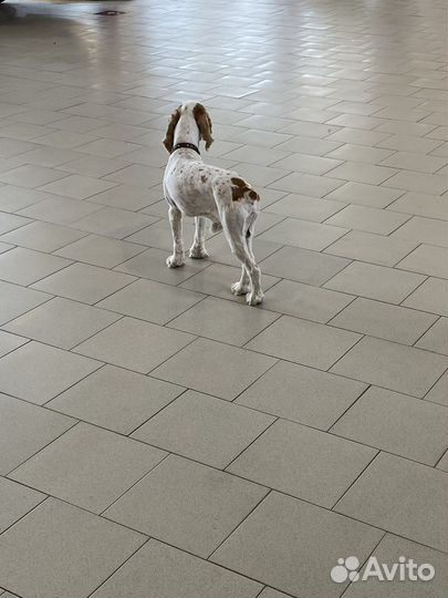 Английский кокер спаниель