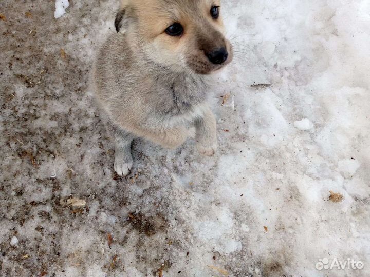 Щенок ищет хозяев