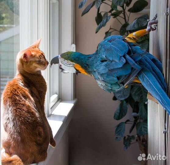 Орнитолог, Специалист по птицам