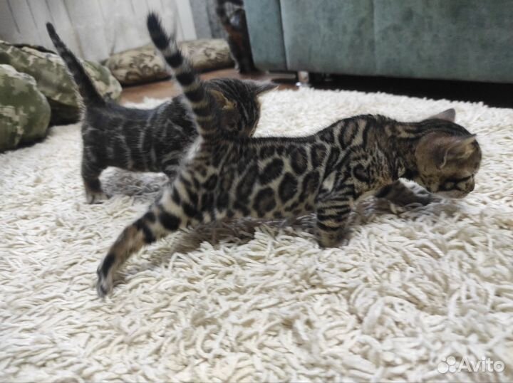 Бенгальская кошечка
