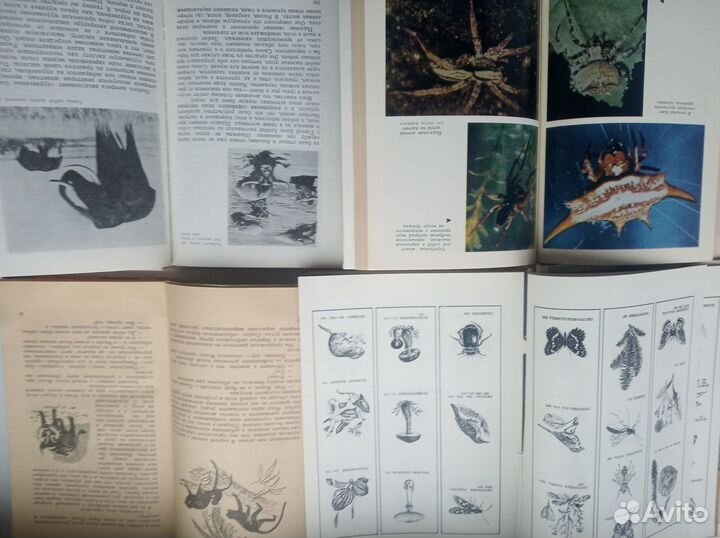 10 книг о животных