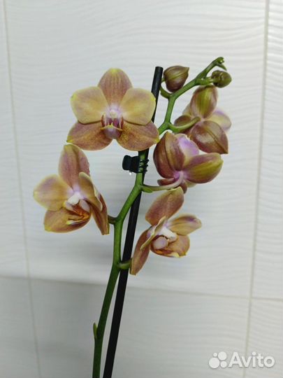 Орхидея фалинопсис брион