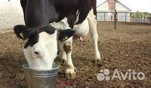 Комбикорм для дойных коров