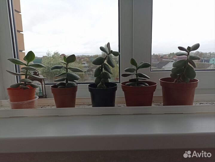 Денежное дерево толстянка