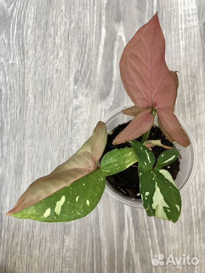 Сингониумы