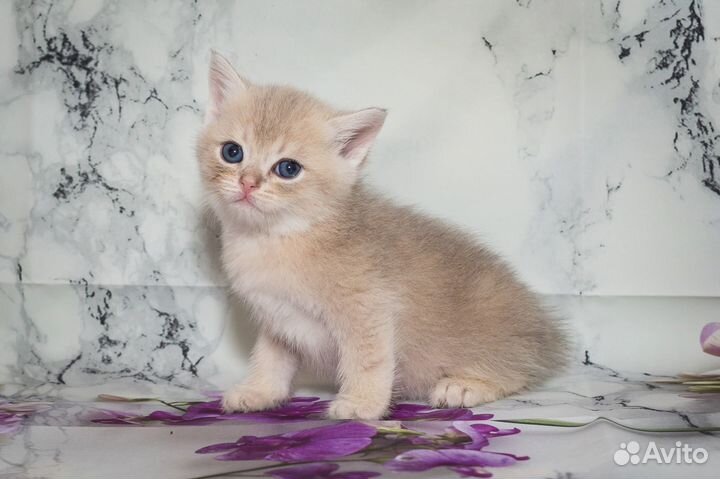 Британские котята Голубое золото Мальчики