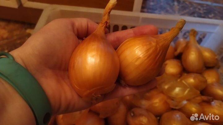 Лук семейный кувшинка