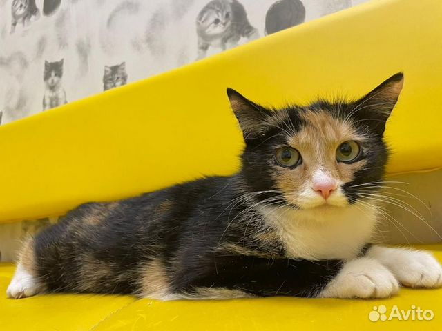 Кошка в дар бесплатно